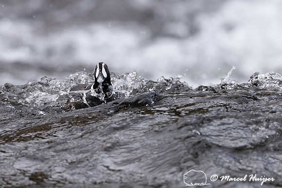 Male harlequin duck (Histrionicus histrionicus), Wyoming, USA