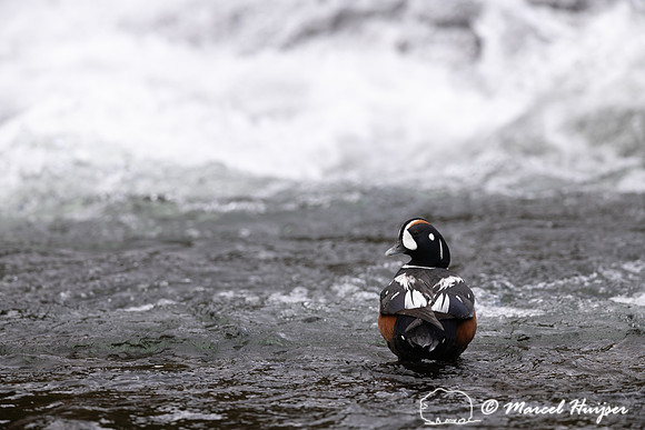 Male harlequin duck (Histrionicus histrionicus), Wyoming, USA