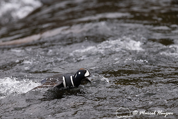 Male harlequin duck (Histrionicus histrionicus), Wyoming, USA