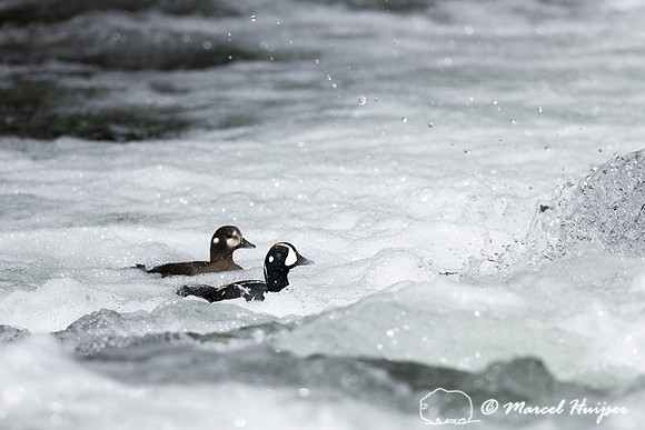 Male and female harlequin ducks (Histrionicus histrionicus), Wyo