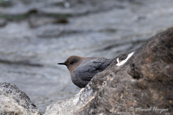 American dipper (Cinclus mexicanus), Wyoming