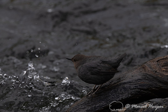 American dipper (Cinclus mexicanus), Wyoming