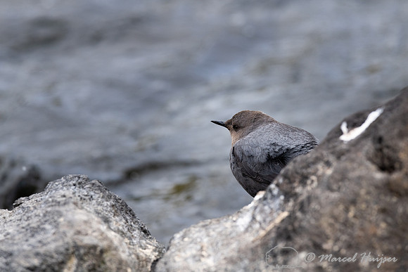 American dipper (Cinclus mexicanus), Wyoming