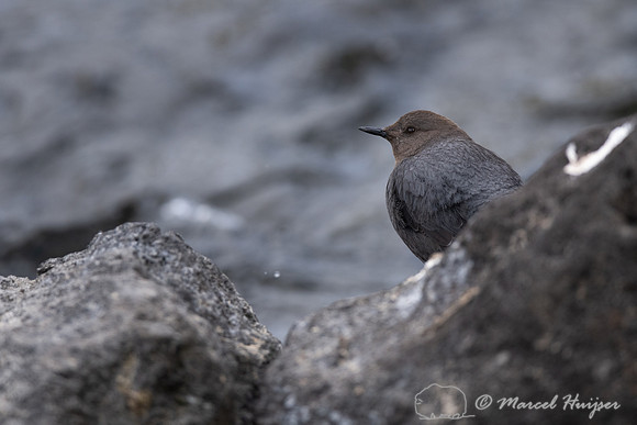 American dipper (Cinclus mexicanus), Wyoming