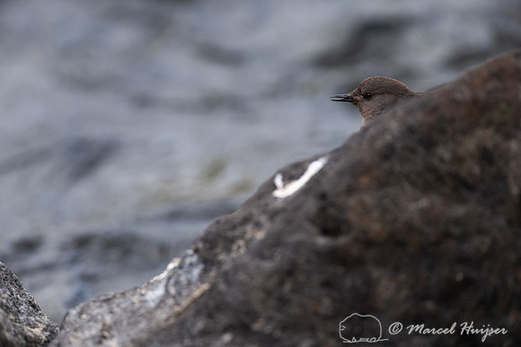 American dipper (Cinclus mexicanus), Wyoming