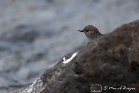 American dipper (Cinclus mexicanus), Wyoming