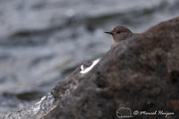 American dipper (Cinclus mexicanus), Wyoming