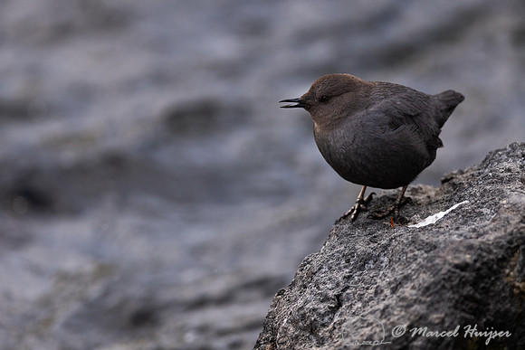 American dipper (Cinclus mexicanus), Wyoming
