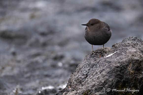 American dipper (Cinclus mexicanus), Wyoming