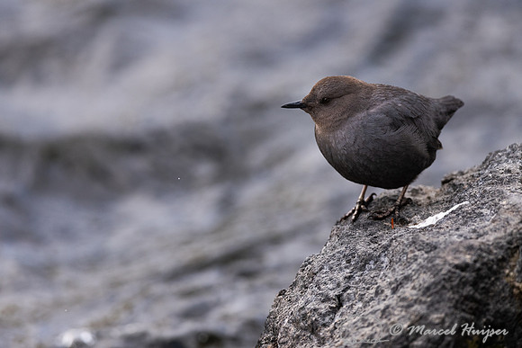 American dipper (Cinclus mexicanus), Wyoming