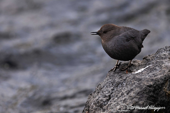 American dipper (Cinclus mexicanus), Wyoming