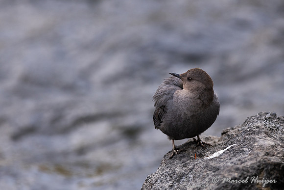 American dipper (Cinclus mexicanus), Wyoming