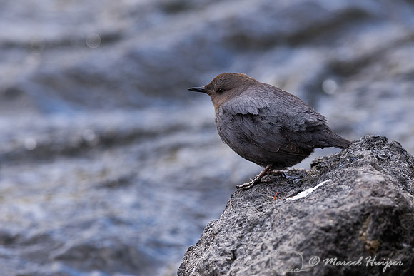 American dipper (Cinclus mexicanus), Wyoming