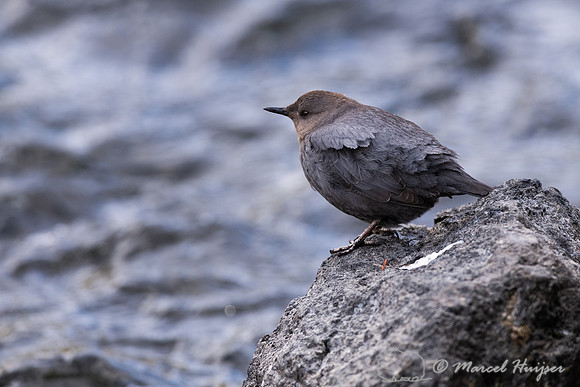 American dipper (Cinclus mexicanus), Wyoming