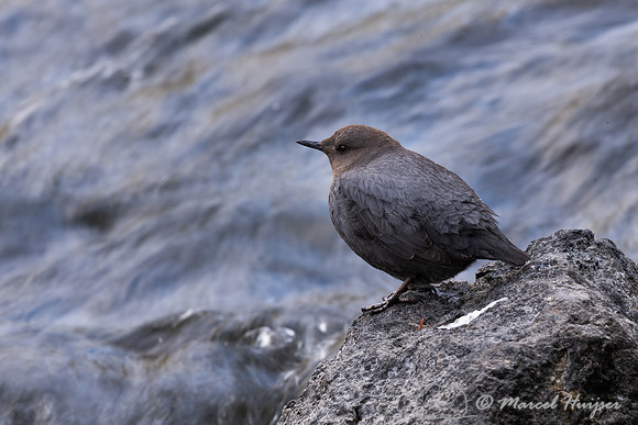 American dipper (Cinclus mexicanus), Wyoming