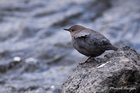 American dipper (Cinclus mexicanus), Wyoming
