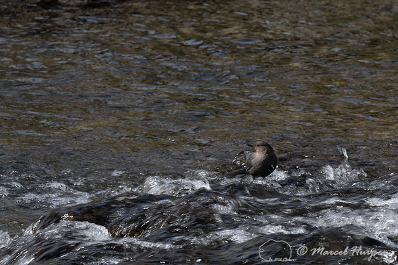 American dipper (Cinclus mexicanus), Wyoming