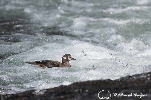 Female harlequin duck (Histrionicus histrionicus), Wyoming, USA