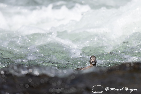 Female harlequin duck (Histrionicus histrionicus), Wyoming, USA