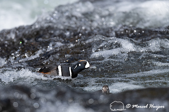Male and female harlequin ducks (Histrionicus histrionicus), Wyo