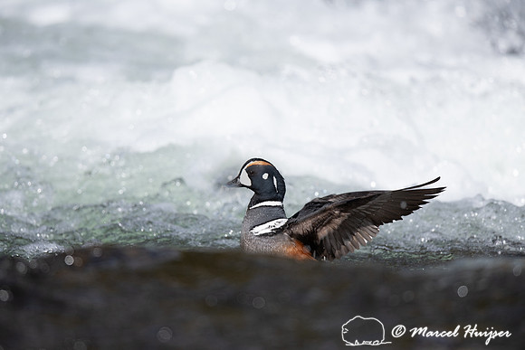 Male harlequin duck (Histrionicus histrionicus), Wyoming, USA
