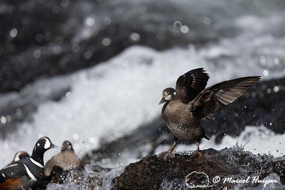 Female harlequin duck (Histrionicus histrionicus), Wyoming, USA