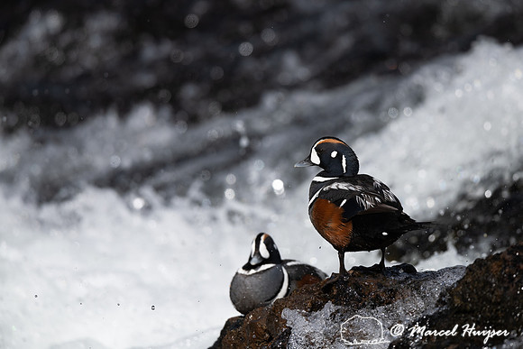Male harlequin duck (Histrionicus histrionicus), Wyoming, USA