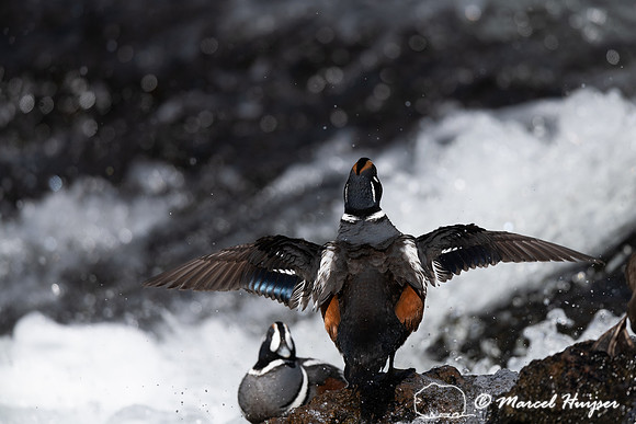 Male harlequin duck (Histrionicus histrionicus), Wyoming, USA