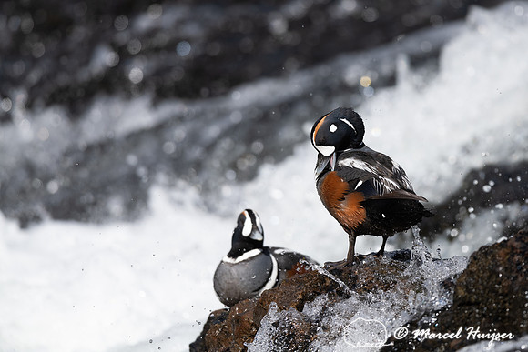 Male harlequin duck (Histrionicus histrionicus), Wyoming, USA