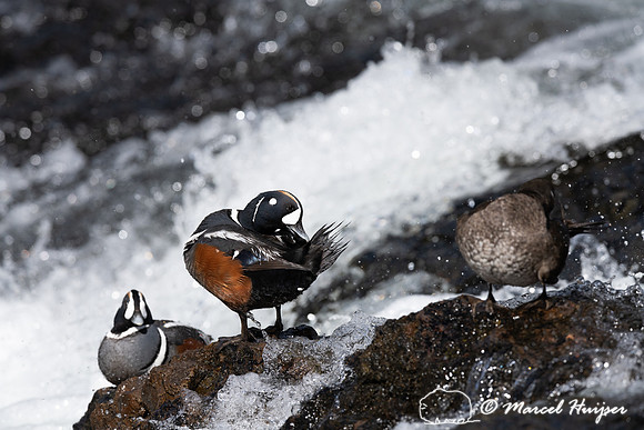 Male and female harlequin ducks (Histrionicus histrionicus), Wyo