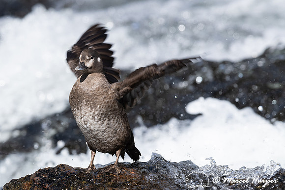 Female harlequin duck (Histrionicus histrionicus), Wyoming, USA