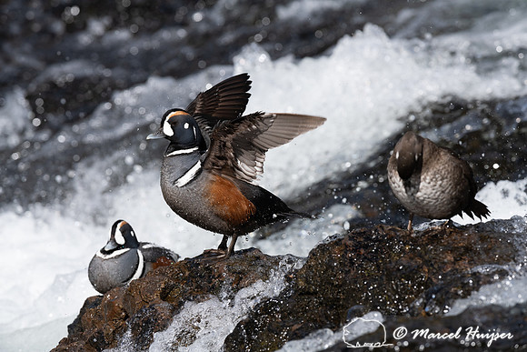 Male and female harlequin ducks (Histrionicus histrionicus), Wyo