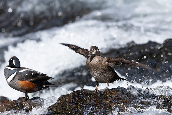 Female harlequin duck (Histrionicus histrionicus), Wyoming, USA
