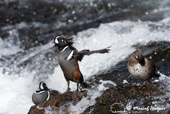 Male and female harlequin ducks (Histrionicus histrionicus), Wyo