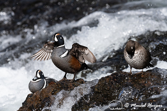Male and female harlequin ducks (Histrionicus histrionicus), Wyo