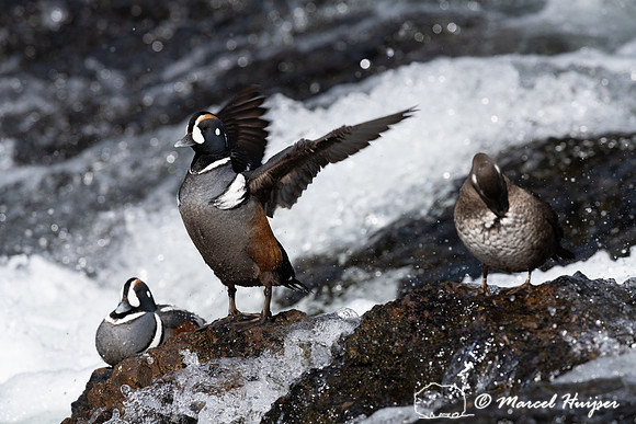 Male and female harlequin ducks (Histrionicus histrionicus), Wyo