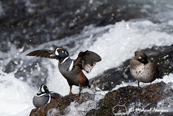 Male and female harlequin ducks (Histrionicus histrionicus), Wyo