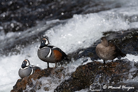 Male and female harlequin ducks (Histrionicus histrionicus), Wyo