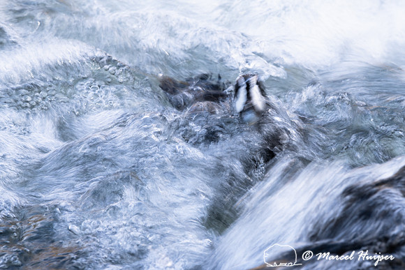Male harlequin duck (Histrionicus histrionicus), Wyoming, USA