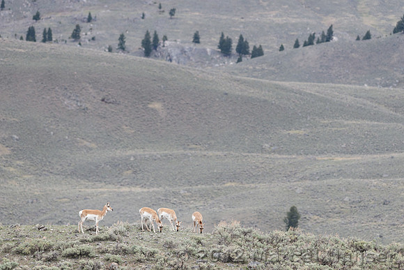 Pronghorn (Antilocapra americana) grazing on the ridge, Wyoming