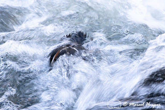 Male harlequin duck (Histrionicus histrionicus), Wyoming, USA