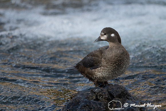 Female harlequin duck (Histrionicus histrionicus), Wyoming, USA