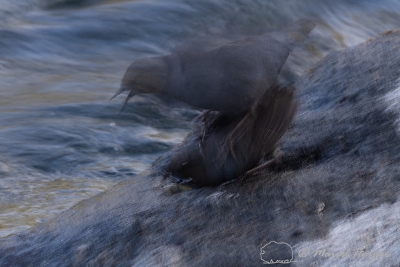 American dippers mating (Cinclus mexicanus), Wyoming