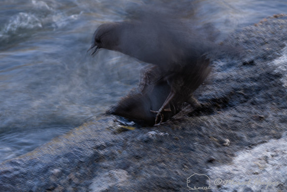 American dippers mating (Cinclus mexicanus), Wyoming