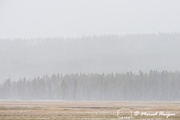 Fog along Gibbon river, Yellowstone National Park, Wyoming