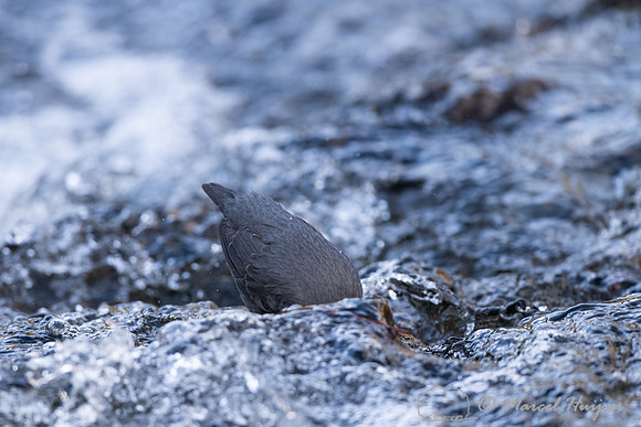 American dipper (Cinclus mexicanus), Wyoming