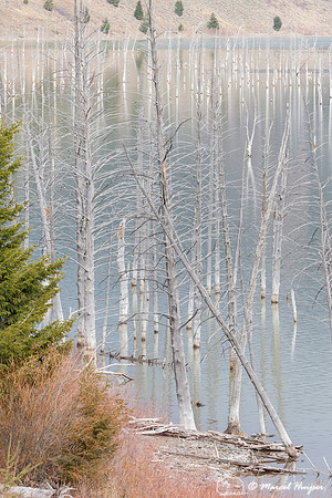 Dead trees in water, Earthquake Lake, Montana