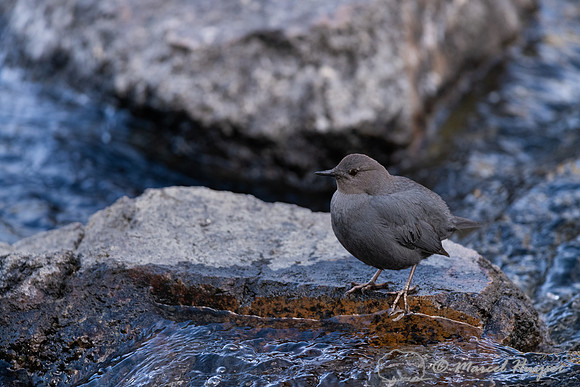American dipper (Cinclus mexicanus), Wyoming