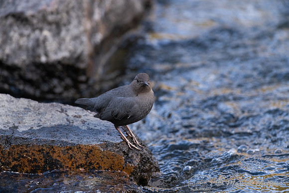 American dipper (Cinclus mexicanus), Wyoming