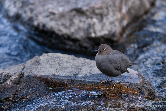 American dipper (Cinclus mexicanus), Wyoming